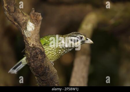 Gefleckte Catbird Ailuroedus Melanotis Atherton Tablelands Queensland, Australien BI029707 Stockfoto