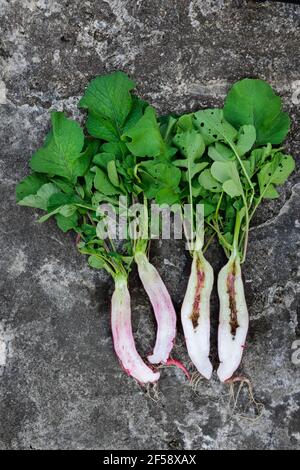 Rettich Pflanzen mit verdrehten Wurzelspitzen verursacht, indem sie in Töpfen zu lange vor dem Verpflanzen gelassen werden, und hohle Wurzel verursacht durch nicht schnell genug pflücken. Stockfoto