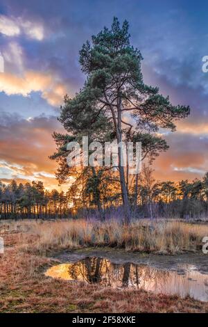 Bäume auf Heide mit dramatischen Wolken spiegeln sich in einem Teich während des Sonnenuntergangs, Niederlande. Stockfoto