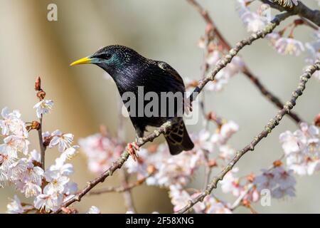 Ein Starling (Sturnus vulgaris) hakelt heute Morgen in East Sussex, Großbritannien, zwischen der Kirschblüte. Kredit: Ed Brown/Alamy Live Nachrichten Stockfoto