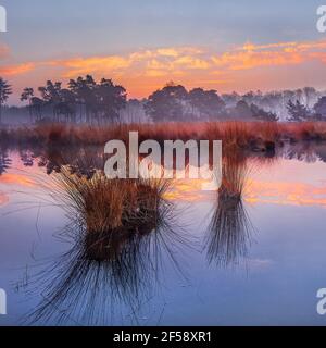 Sonnenaufgang auf einem Feuchtgebiet mit farbigen Wolken in einem Teich reflektiert, die Niederlande. Stockfoto