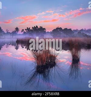 Sonnenaufgang auf einem Feuchtgebiet mit farbigen Wolken in einem Teich reflektiert, die Niederlande. Stockfoto