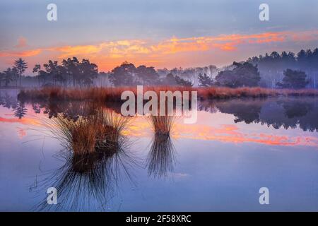 Sonnenaufgang auf einem Feuchtgebiet mit farbigen Wolken in einem Teich reflektiert, die Niederlande. Stockfoto