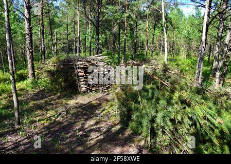 Große Menge an geschnittenem und gestapeltem Fichtenholz im Wald für den Transport. Stapel der geschnittenen Protokolle Hintergrund. Holzfäller. Holzstämme bei illegal Stockfoto