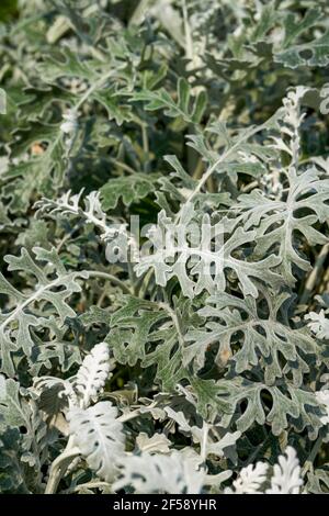 Nahaufnahme von üppiger silberner Chrysantheme im Garten, jacobaea maritima. Stockfoto