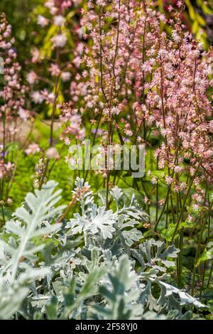 Gartenbaulandschaft im Garten, eine Kombination aus silbernem Chrysantheme und gelben Wasserzweigpflanzen Stockfoto