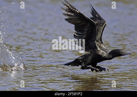 Kleine schwarze Kormoran - ausziehen aus Wasser Phalacrocorax Sulcirostris Gold Coast Queensland, Australien BI029866 Stockfoto