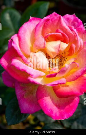 Eine wunderschöne, blühende gelb-rote Rosenblüte aus der Nähe, Rosa chinensis Jacq. Stockfoto