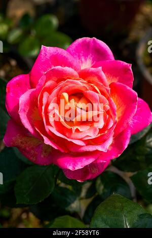 Eine wunderschöne, blühende gelb-rote Rosenblüte aus der Nähe, Rosa chinensis Jacq. Stockfoto