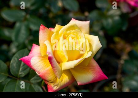 Eine wunderschöne, blühende gelb-rote Rosenblüte aus der Nähe, Rosa chinensis Jacq. Stockfoto