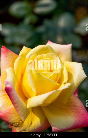 Eine wunderschöne, blühende gelb-rote Rosenblüte aus der Nähe, Rosa chinensis Jacq. Stockfoto