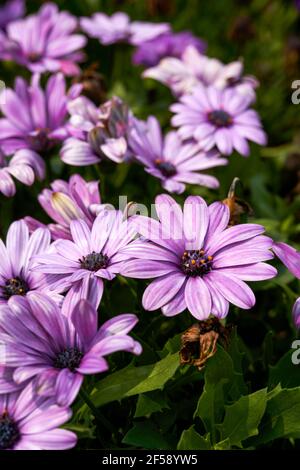 Nahaufnahme einer blühenden violett-blauen Chrysantheme, Arktotis stoechadifolia var.grandis. Stockfoto