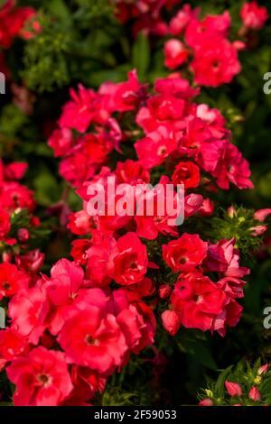 Nahaufnahme einer üppigen magentafarbenen kalanchoe Blume Stockfoto