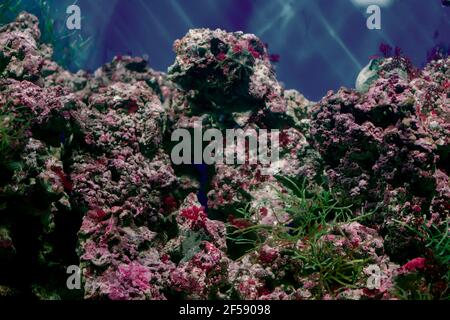 Schöner Unterwasserhintergrund mit tropischen bunten Fischen und Korallen. Stockfoto