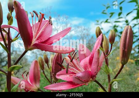 Unfokussierter Hintergrund mit schönen rosa Lilien in Wassertropfen. Selektiver Fokus Stockfoto