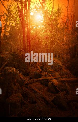 Niedriger Sonnenschein in Puzzlewood, Forest of Dean, England Stockfoto