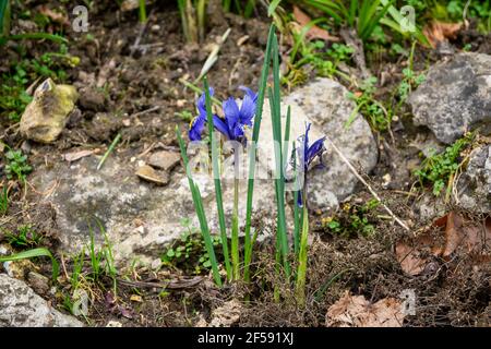 Eine Netzlilie (Iris reticulata) ist ein Zeichen des Frühlings. Stockfoto