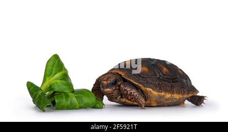 Baby Red footed Turtoise aka Chelonoidis carbonaria, stehend Seitenwege mit Stück grünen Salat. Blick auf die Kamera. Isoliert auf weißem Hintergrund Stockfoto