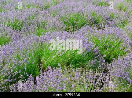 Lavendelfeld im Sommer. Stockfoto