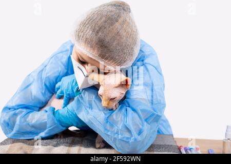 Eine Tierärztin stäupt ihre kleine Patientin liebevoll an. Sphynx Katze bei einer Routineuntersuchung in einer Tierklinik. Weißer Hintergrund. Stockfoto