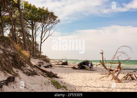 Am Weststrand des Darß bei Prerow reicht der Naturwald bis an den Strand. Herbst- und Frühjahrestürme nagen ever an der Baumkante Stockfoto