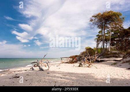 Am Weststrand des Darß bei Prerow reicht der Naturwald bis an den Strand. Herbst- und Frühjahrestürme nagen ever an der Baumkante Stockfoto