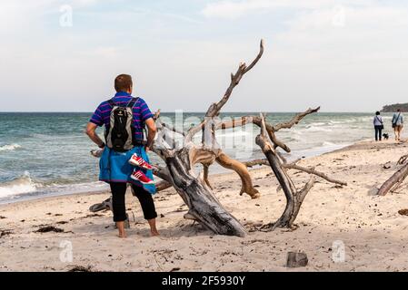 Am Weststrand des Darß bei Prerow reicht der Naturwald bis an den Strand. Herbst- und Frühjahrestürme nagen ever an der Baumkante Stockfoto