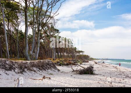 Am Weststrand des Darß bei Prerow reicht der Naturwald bis an den Strand. Herbst- und Frühjahrestürme nagen ever an der Baumkante Stockfoto