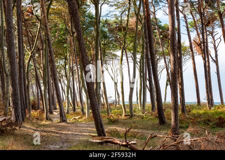 Am Weststrand des Darß bei Prerow reicht der Naturwald bis an den Strand. Herbst- und Frühjahrestürme nagen ever an der Baumkante Stockfoto