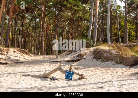 Am Weststrand des Darß bei Prerow reicht der Naturwald bis an den Strand. Herbst- und Frühjahrestürme nagen ever an der Baumkante Stockfoto