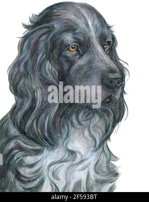 Cocker Spaniel, Hund, Porträt, Grafik, Aquarell Stockfoto