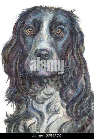 Cocker Spaniel, Hund, Porträt, Grafik, Aquarell Stockfoto