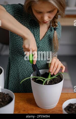 Mädchen verpflanzen Pflanzen zu Hause in weißen Töpfen Stockfoto