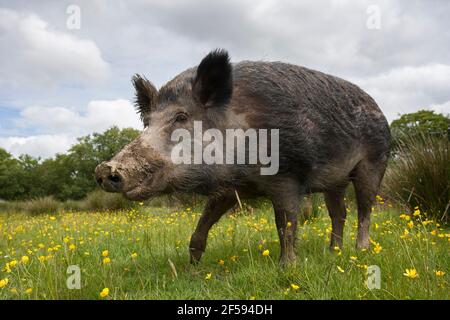 Wildschwein (Sus scrofa), gefangen, Großbritannien Stockfoto