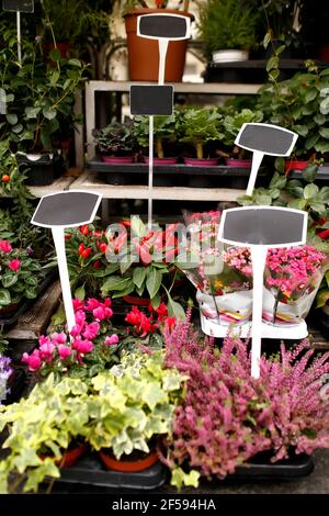 Verschiedene Blumen in einem Schaufenster mit leeren Preisschildern. Hochwertige Fotos Stockfoto