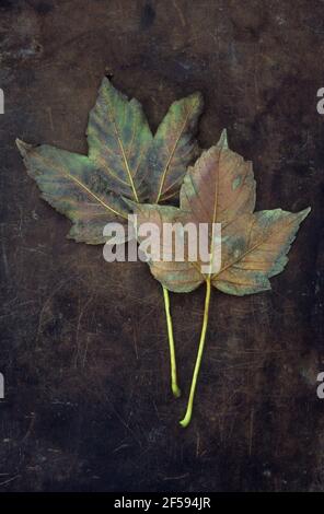 Zwei Herbstblätter von Sycamore oder Great acer oder Acer Pseudoplatanus Baum braun schwarz und grün auf altem Leder liegend Stockfoto