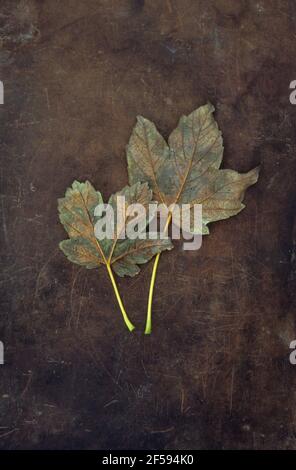 Zwei Herbstblätter von Sycamore oder Great acer oder Acer Pseudoplatanus Baum braun schwarz und grün auf altem Leder liegend Stockfoto