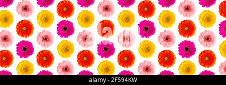 Bunte Gerbera Gänseblümchen abstrakten Blumenhintergrund auf einem weißen. Germini Foto Hintergrund nicht sealmess Muster Stockfoto