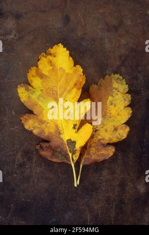 Zwei Herbstblätter von schwedischem Weißstrahl- oder Sorbus-Intermedia-Baum goldgelb und braun auf altem Leder liegend Stockfoto