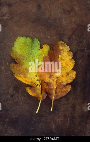 Zwei Herbstblätter von schwedischem Weißstrahl- oder Sorbus-Intermedia-Baum goldgelb und braun auf altem Leder liegend Stockfoto