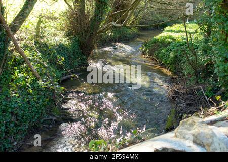 Frühlingsbach mit klarem Süßwasser, das schnell läuft Stockfoto