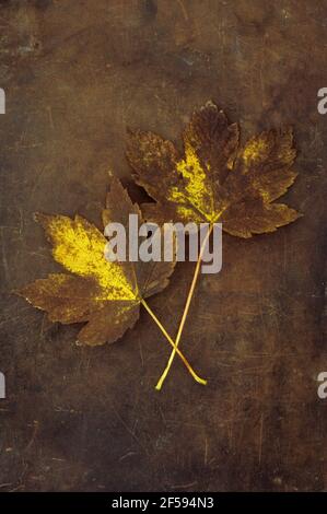 Zwei Herbstblätter von Sycamore oder Great Acer oder Acer Pseudoplatanus Baum braun und Gold auf altem Leder liegend Stockfoto