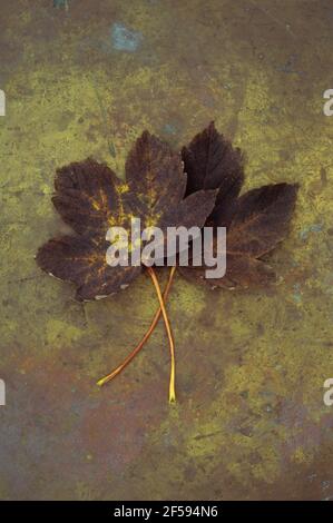 Zwei Herbstblätter von Sycamore oder Great Acer oder Acer Pseudoplatanus Baum braun und Gold auf altem Leder liegend Stockfoto