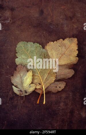 Drei Herbstblätter von schwedischem Weißstrahl- oder Sorbus-Intermedia-Baum Gold und Braun liegen mit dem Gesicht nach unten auf altem Leder Stockfoto