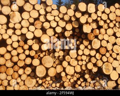 Blockstapel - Endansicht. Großer Stapel von Holzstämmen mit Endkörnern und Kreisen unterschiedlicher Größe. Strahlende Sonne. Stockfoto