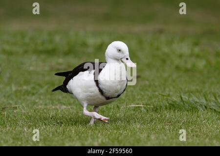 Radjah Brandgans - auf dem Land Tadorna Radjah Qeensland Cairns, Australien BI030067 Stockfoto