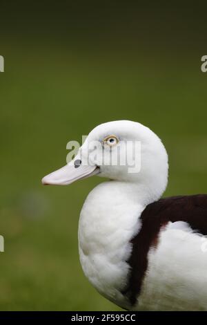 Radjah Brandgans - auf dem Land Tadorna Radjah Qeensland Cairns, Australien BI030071 Stockfoto