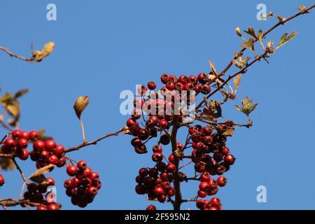 Rote Weißdornbeeren Gegen Den Blauen Himmel Stockfoto