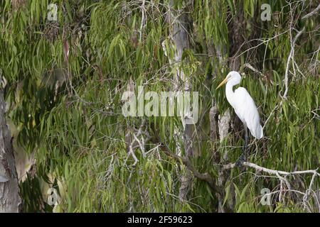 Östlichen Silberreiher (Silberreiher) Ardea Alba Modesta Gold Coast Queensland, Australien BI030087 Stockfoto