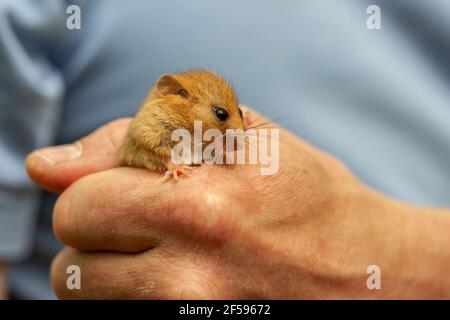 Gewöhnlicher (Hasel-) Dormouse (Muscardinus avellanarius) in der Hand des Forschers, Großbritannien Stockfoto